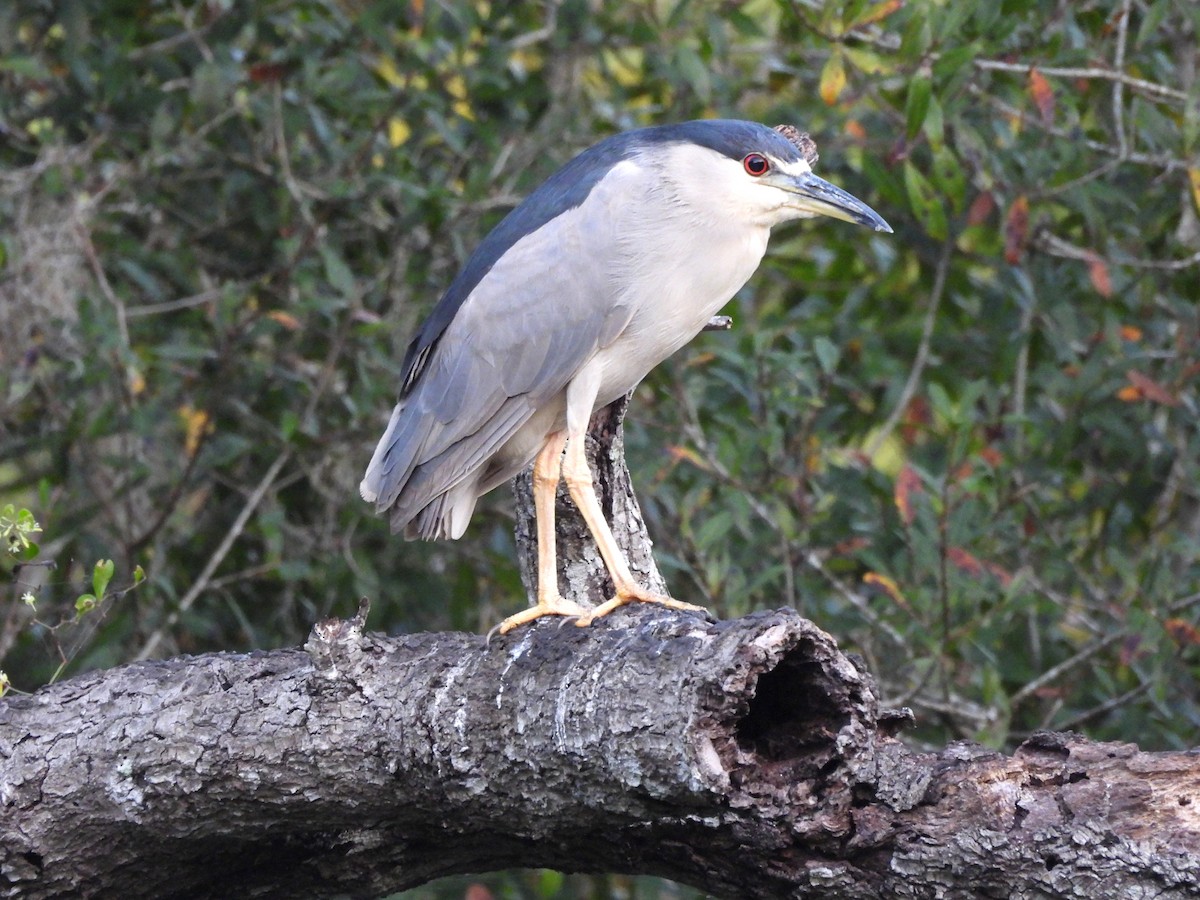 kvakoš noční - ML646305560