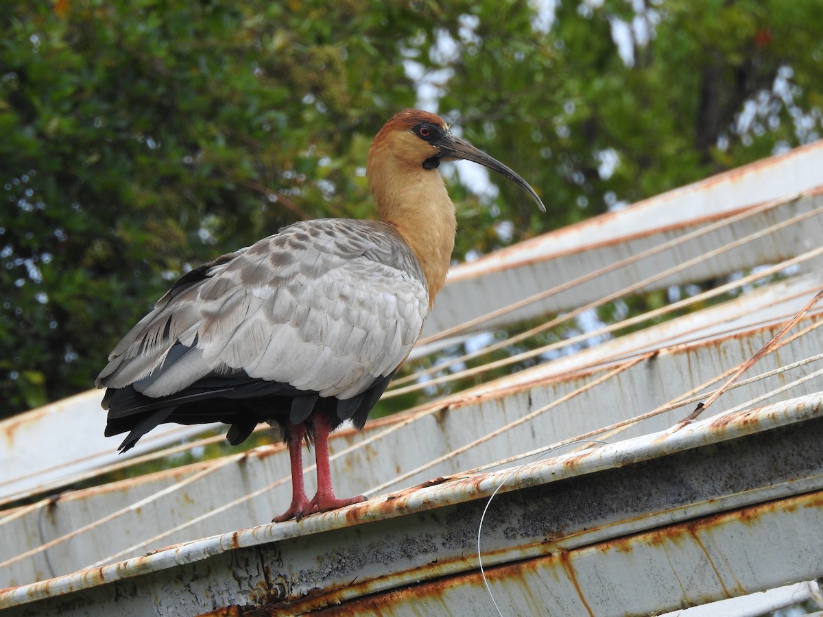 ibis laločnatý - ML646305561