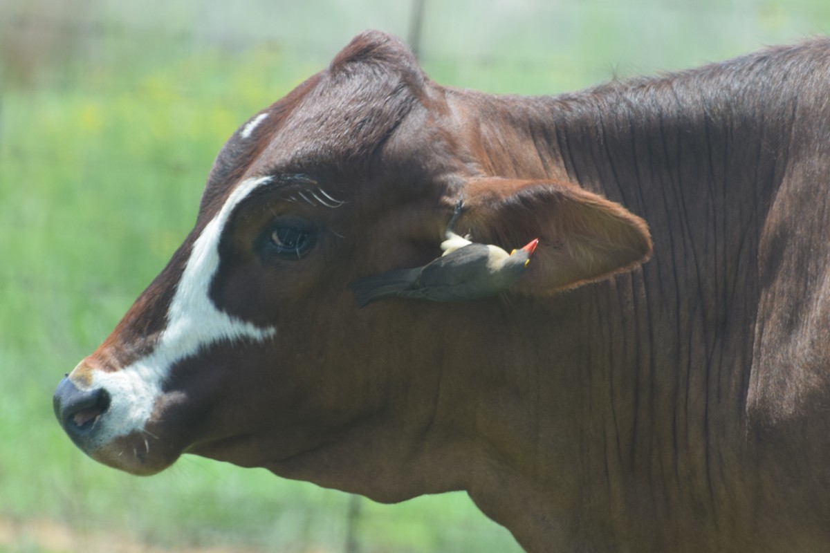 Red-billed Oxpecker - ML646305563