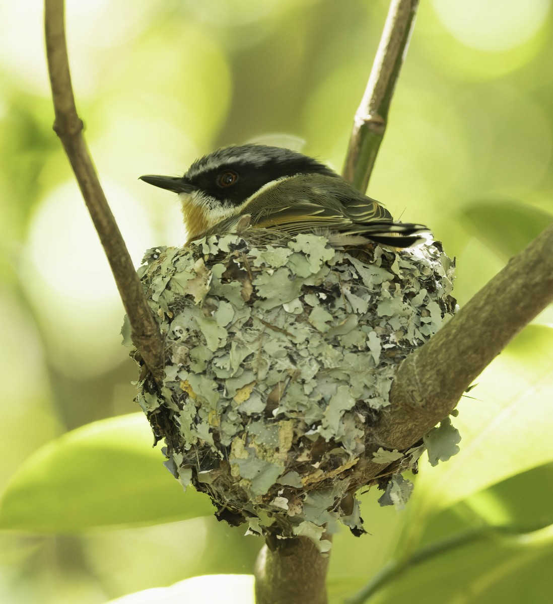 Cape Batis - ML646305564