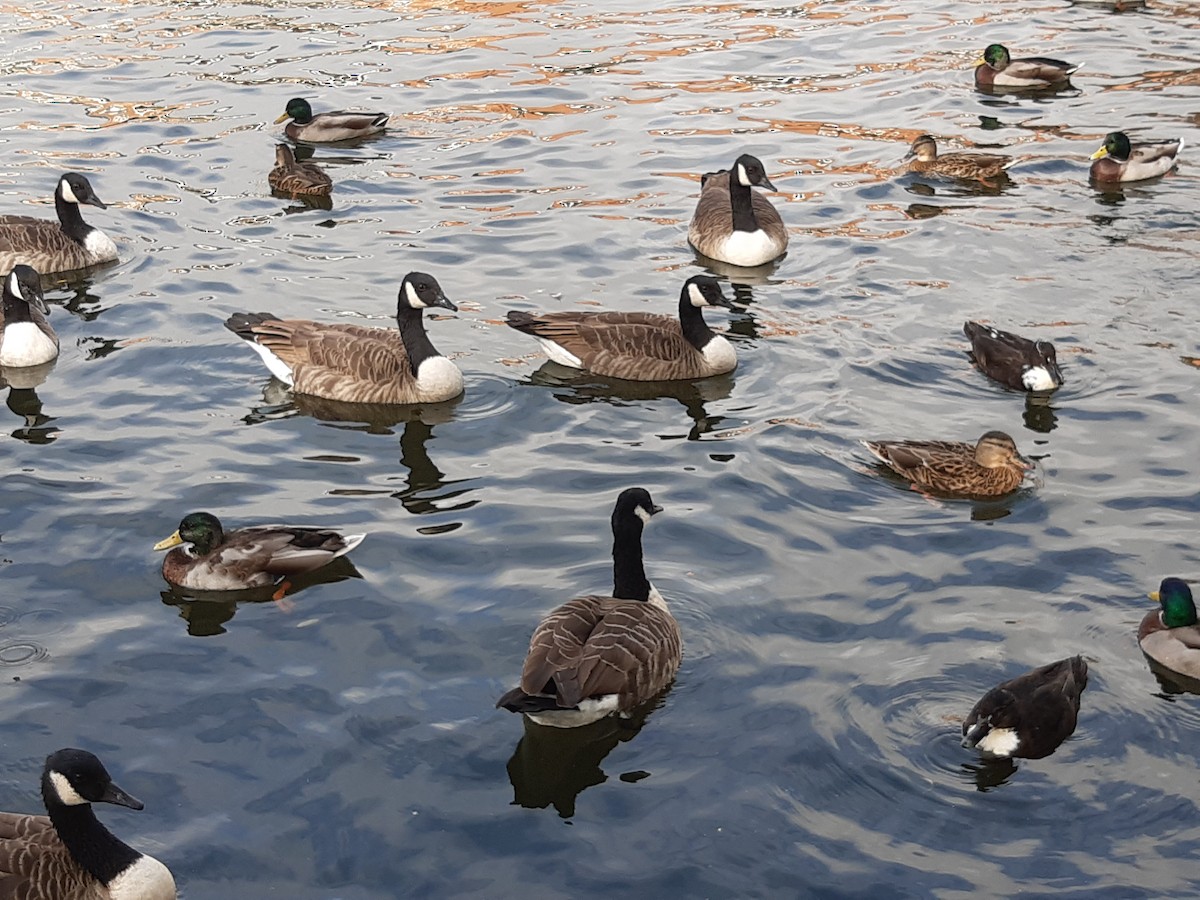 Bernache du Canada - ML646305565