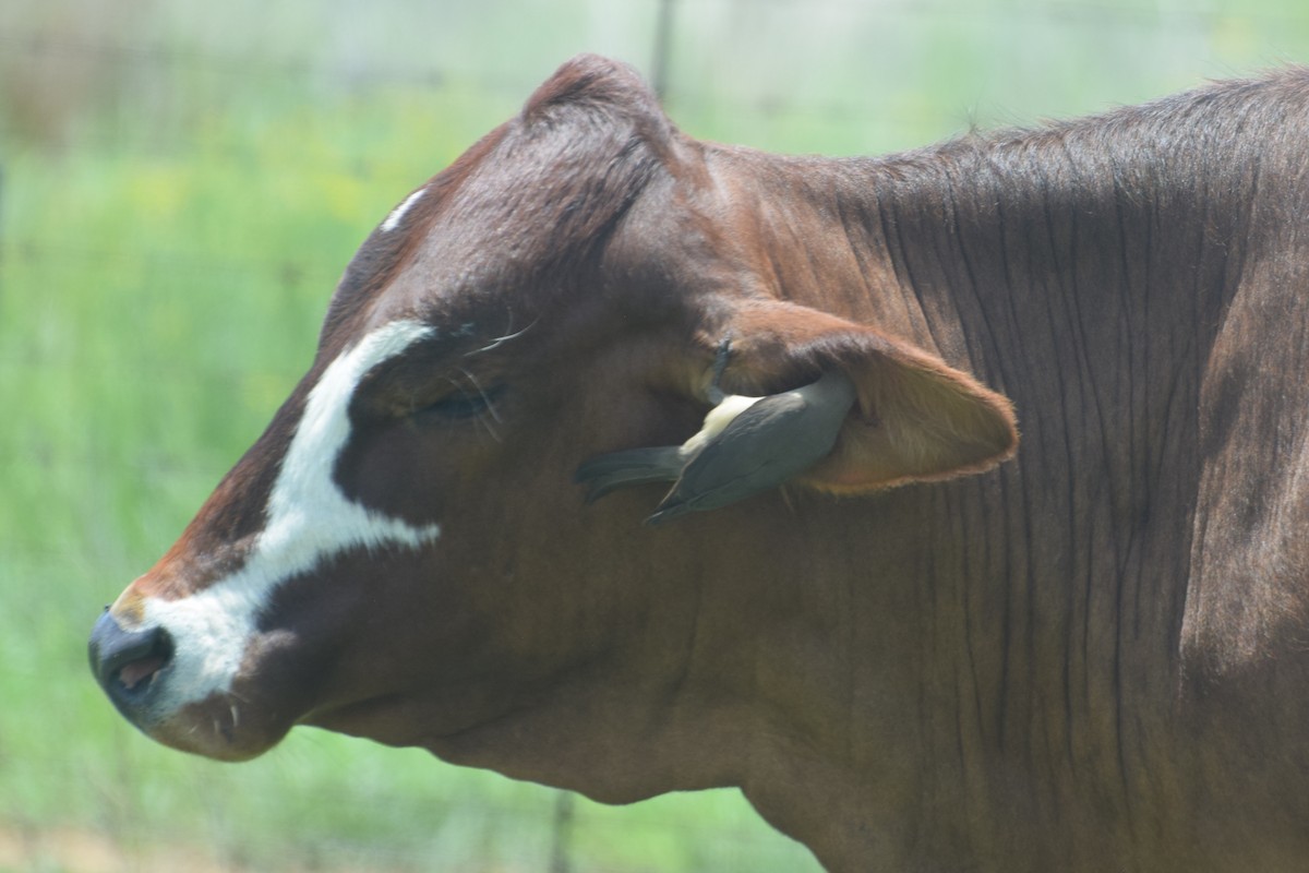 Red-billed Oxpecker - ML646305566