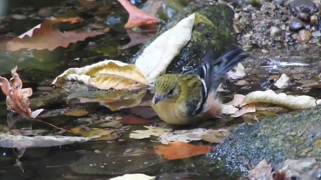Bay-breasted Warbler - ML646305567