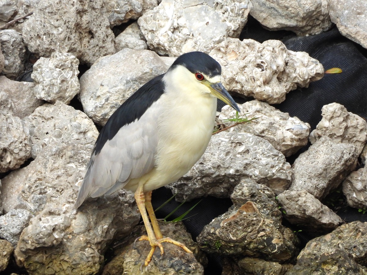 kvakoš noční - ML646305568