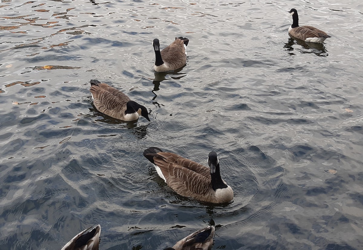 Bernache du Canada - ML646305569