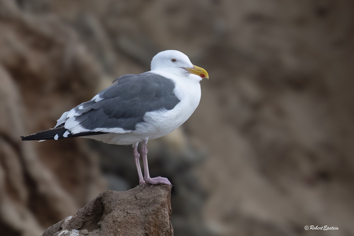 Western Gull - ML646305574