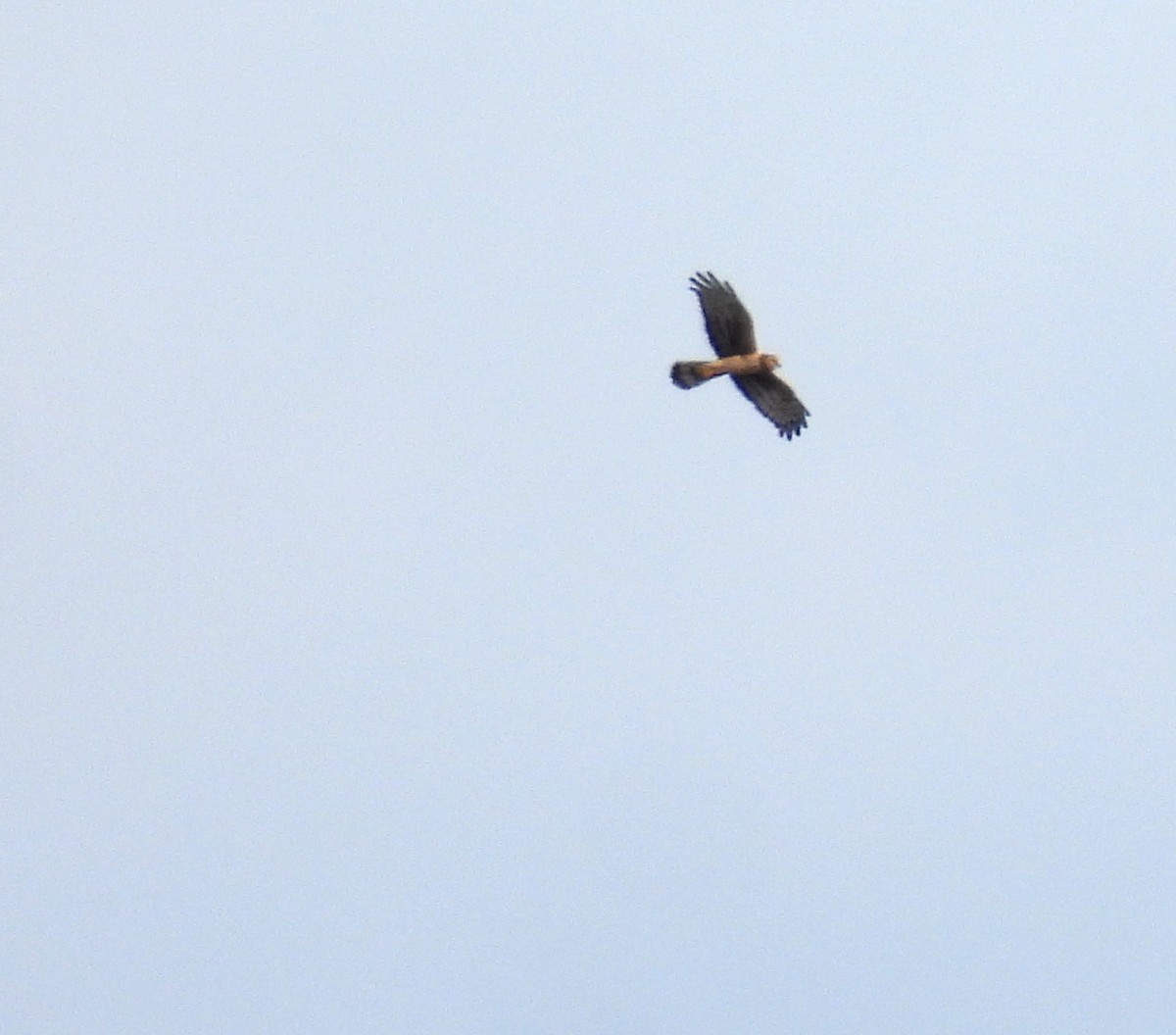 moták severoamerický - ML646305575