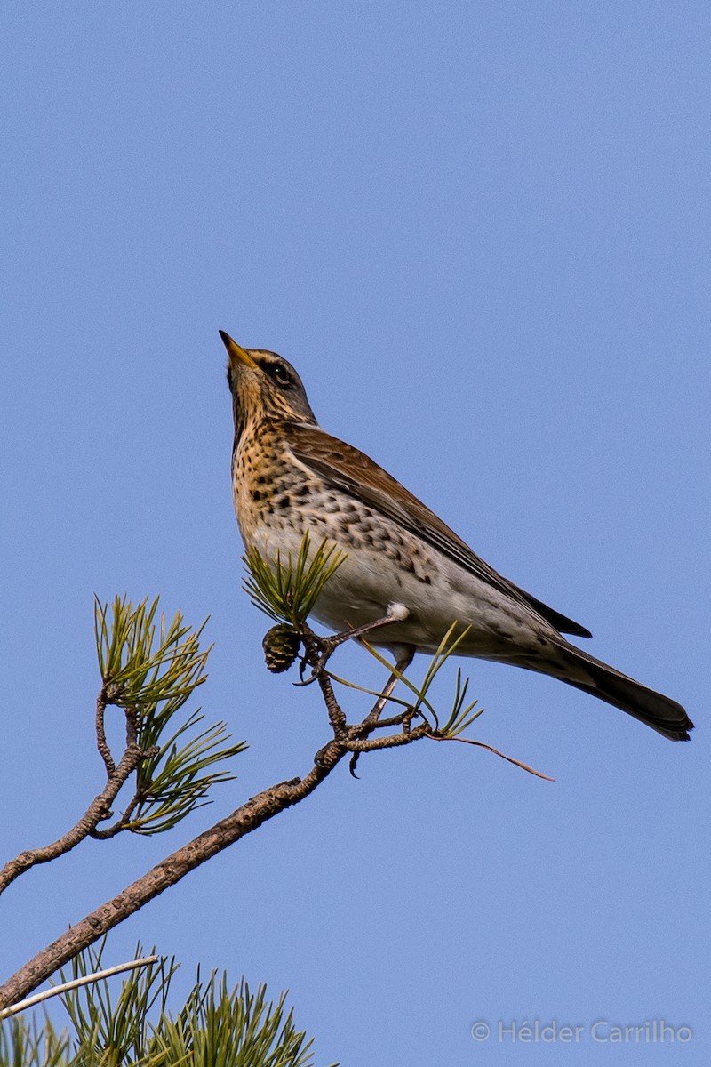 Fieldfare - ML646305578