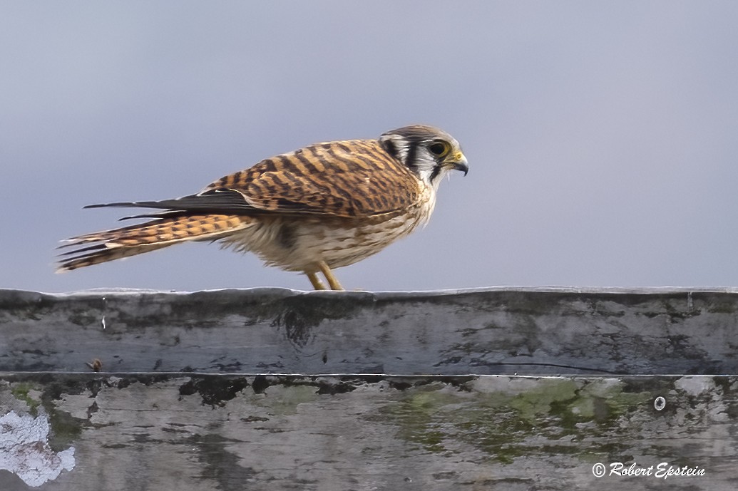 poštolka pestrá - ML646305584