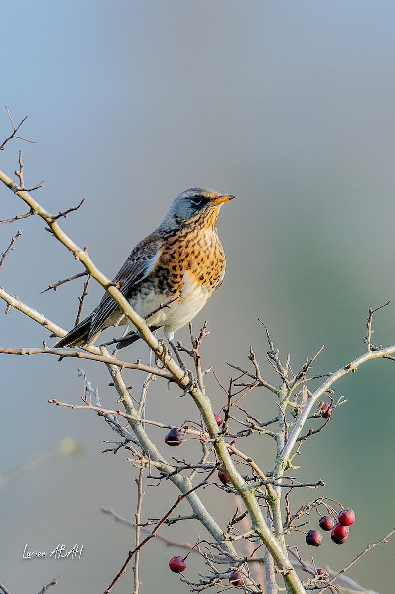 drozd kvíčala - ML646305585