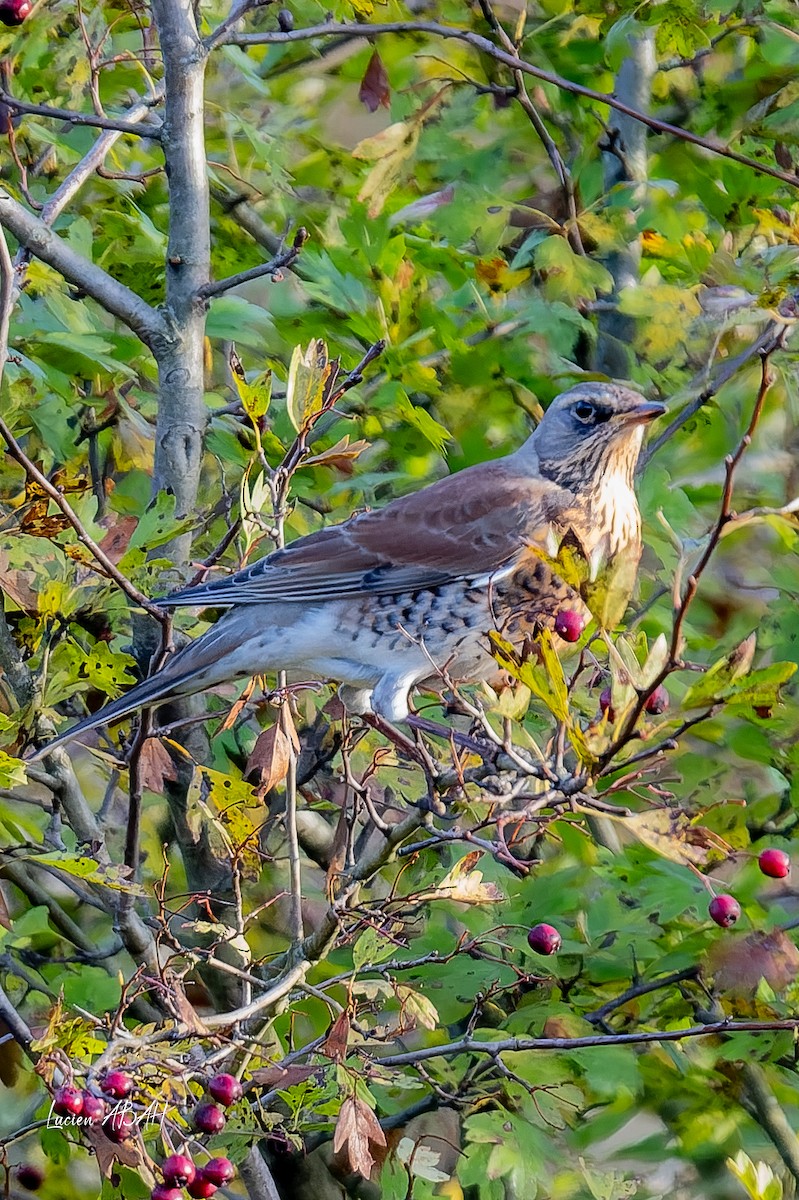 drozd kvíčala - ML646305587