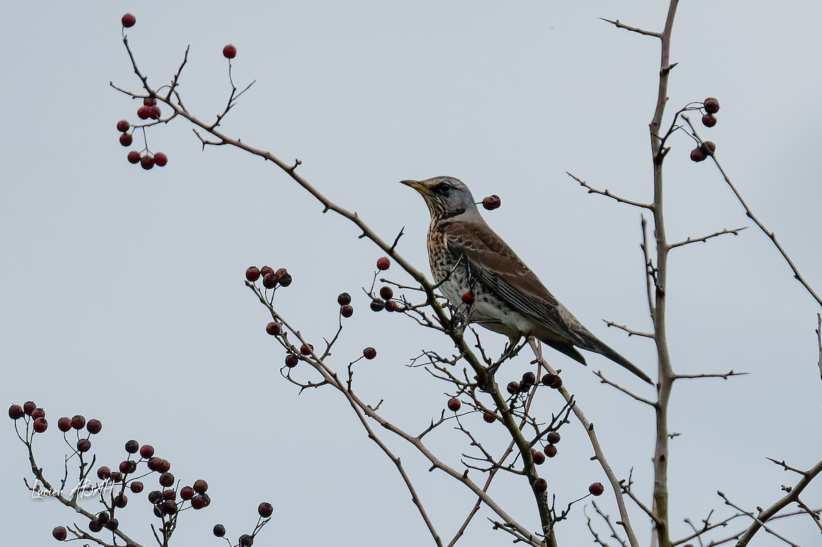 drozd kvíčala - ML646305588