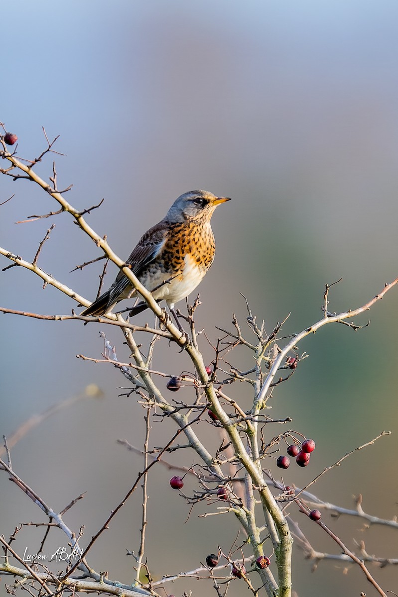 drozd kvíčala - ML646305590