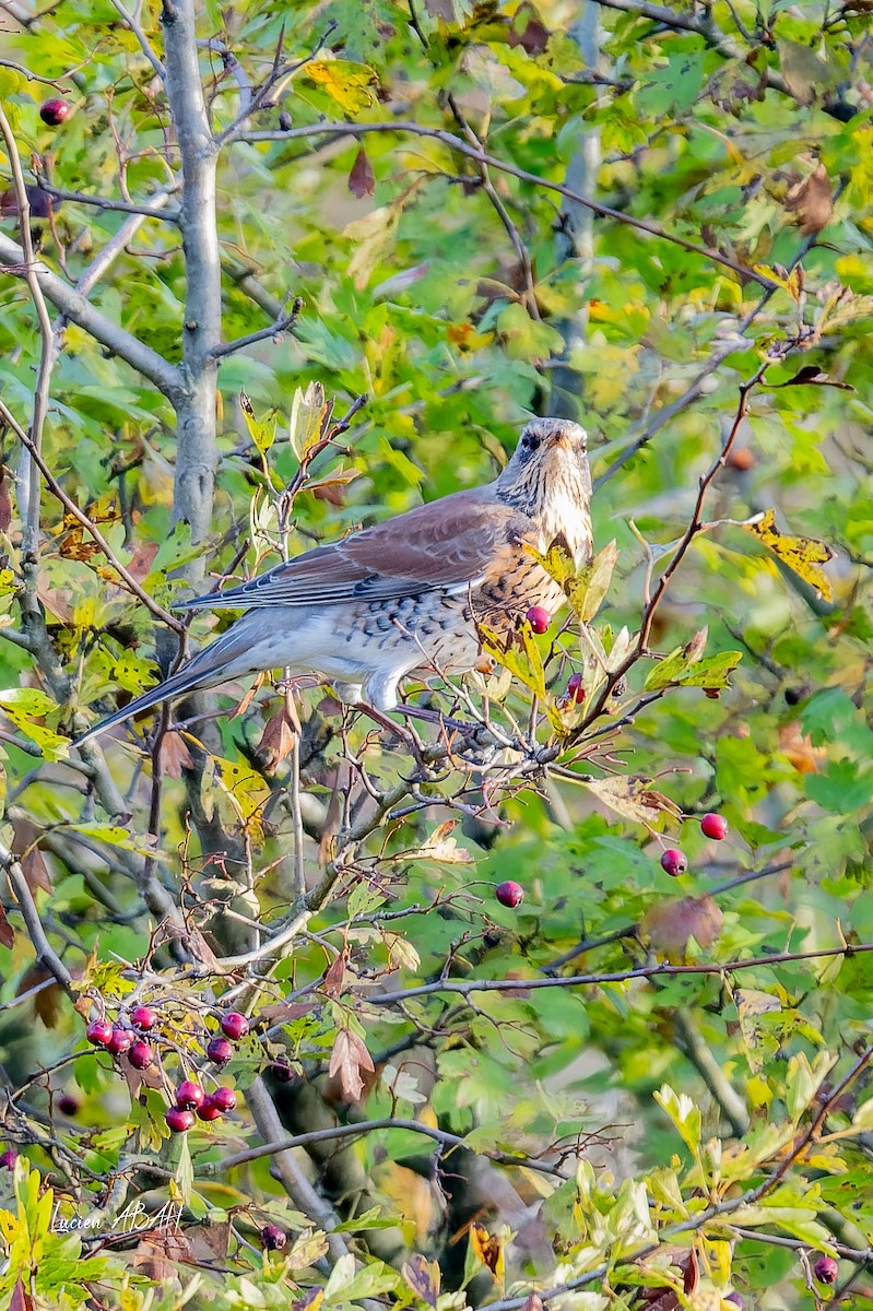 drozd kvíčala - ML646305591