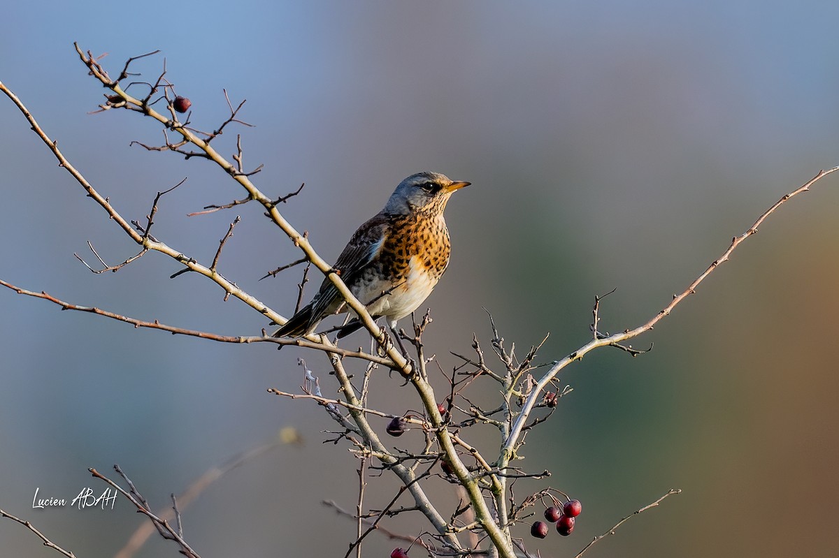 drozd kvíčala - ML646305592