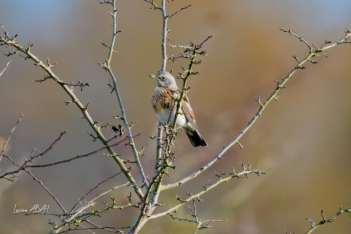 drozd kvíčala - ML646305593