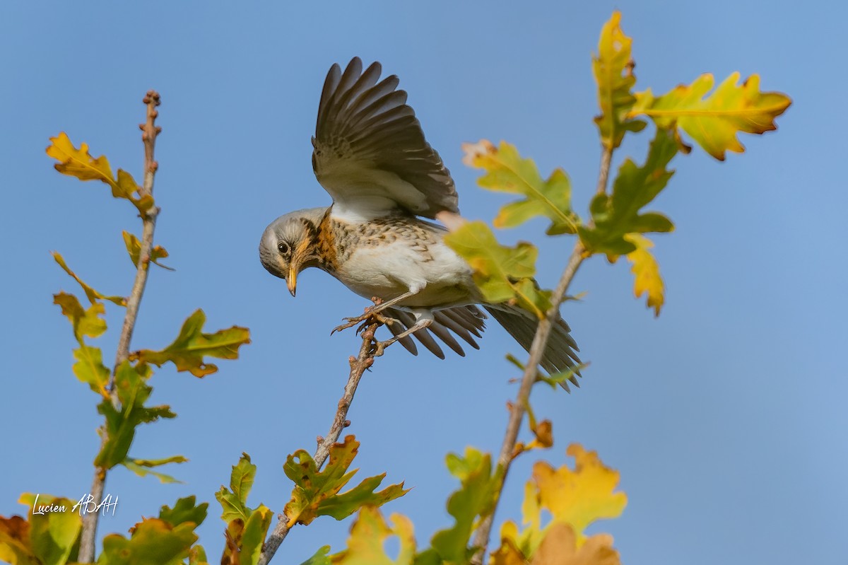 drozd kvíčala - ML646305595