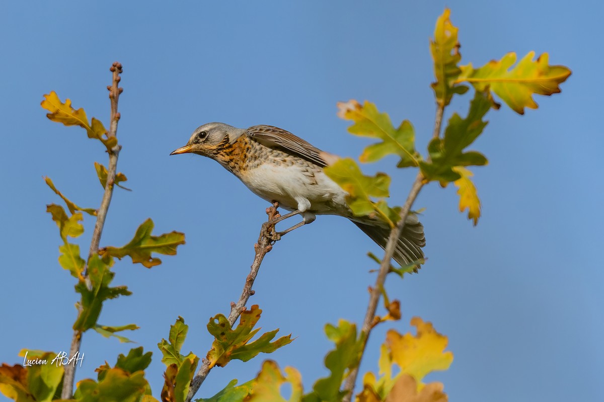 drozd kvíčala - ML646305596