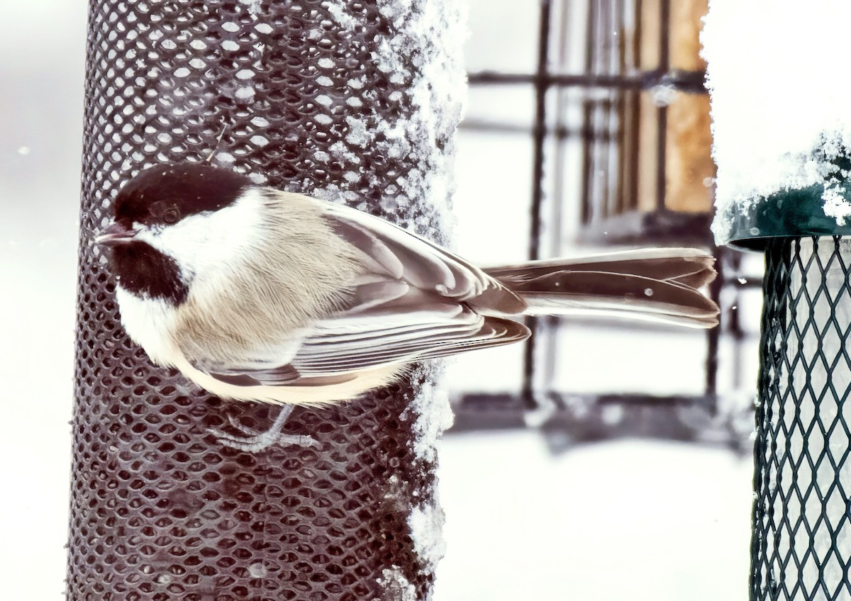 sýkora černohlavá - ML646305597