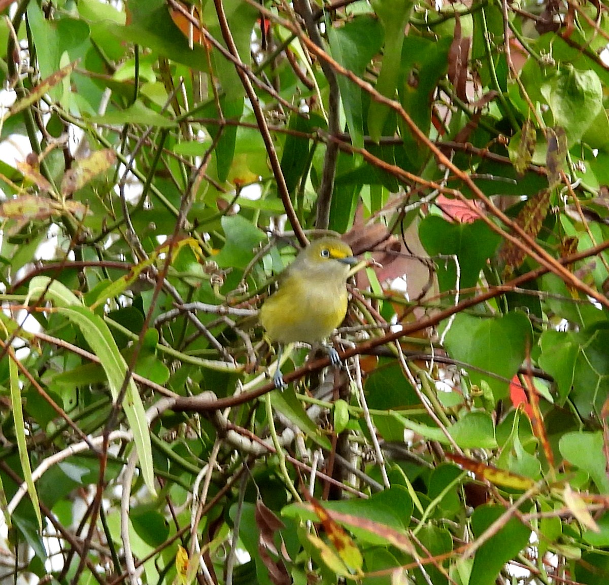 zelenáček bělooký - ML646305598