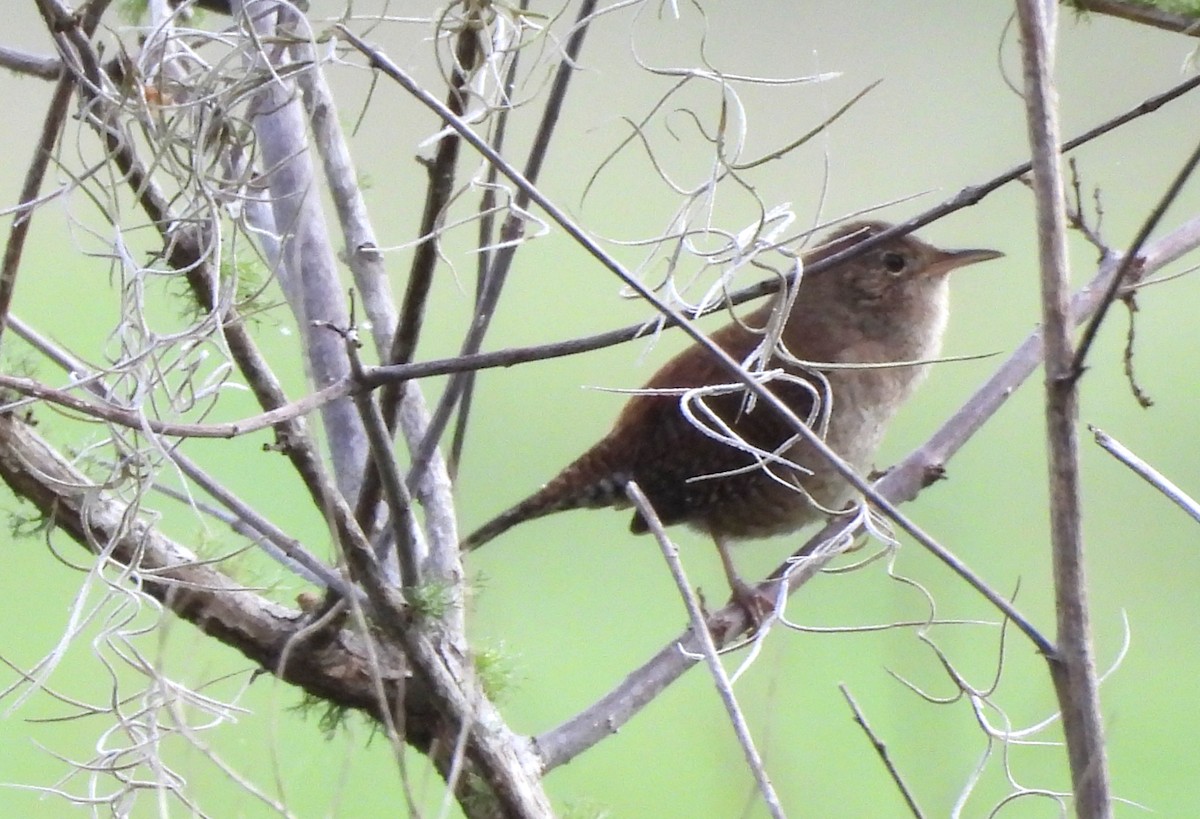 střízlík zahradní - ML646305599