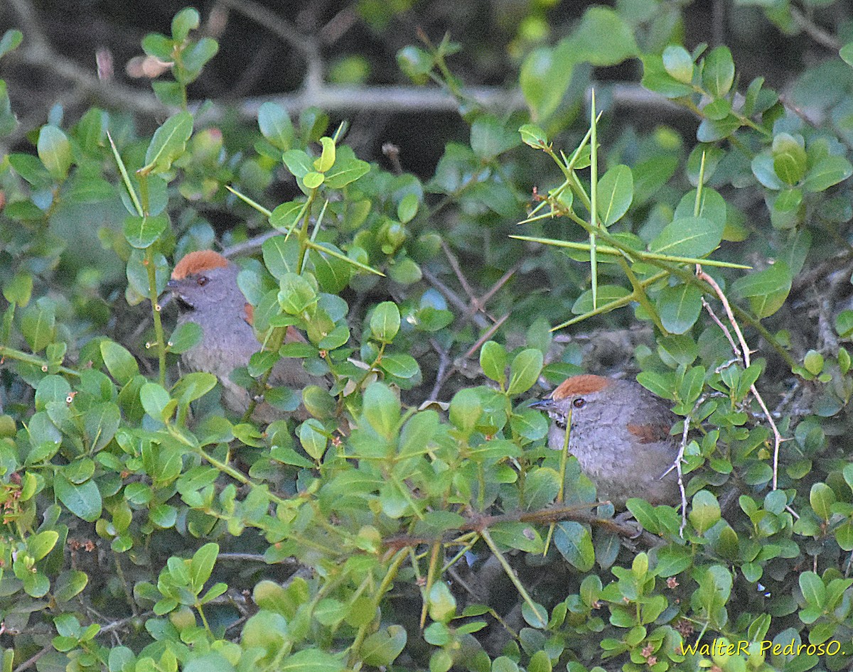Spix's Spinetail - ML646305600