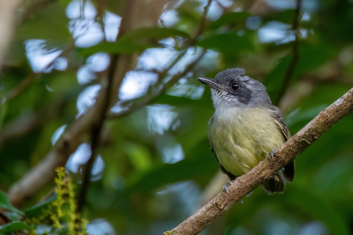 Plain Antvireo - ML646305601