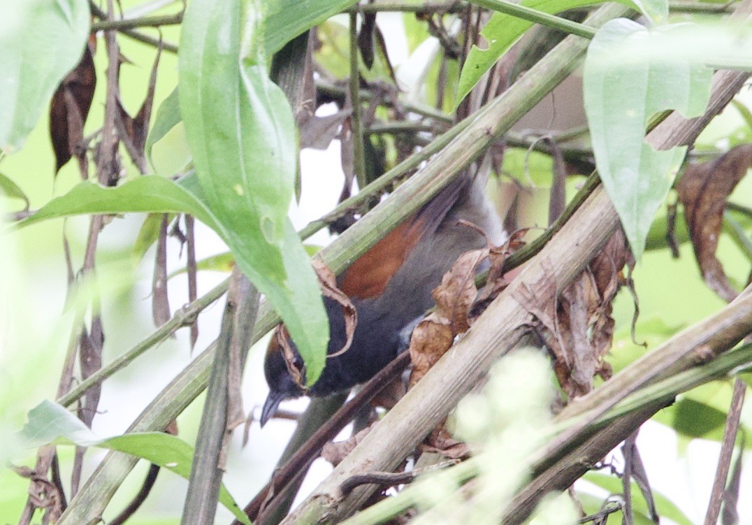 Slaty Spinetail - ML646305602