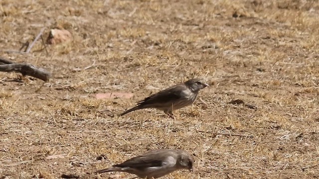 Yemen Serin - ML646305603