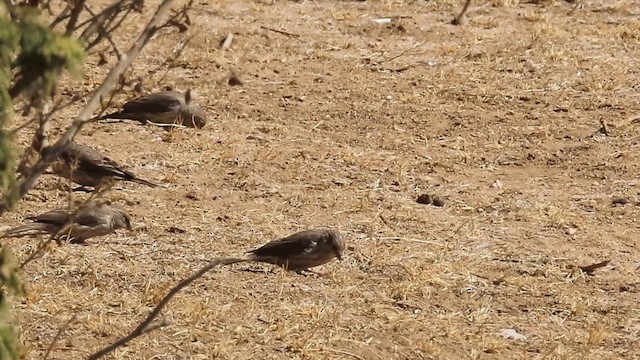 Yemen Serin - ML646305604