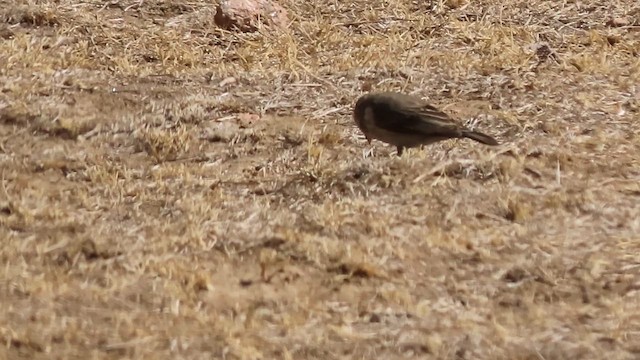 Yemen Serin - ML646305605