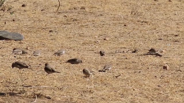 Yemen Serin - ML646305607