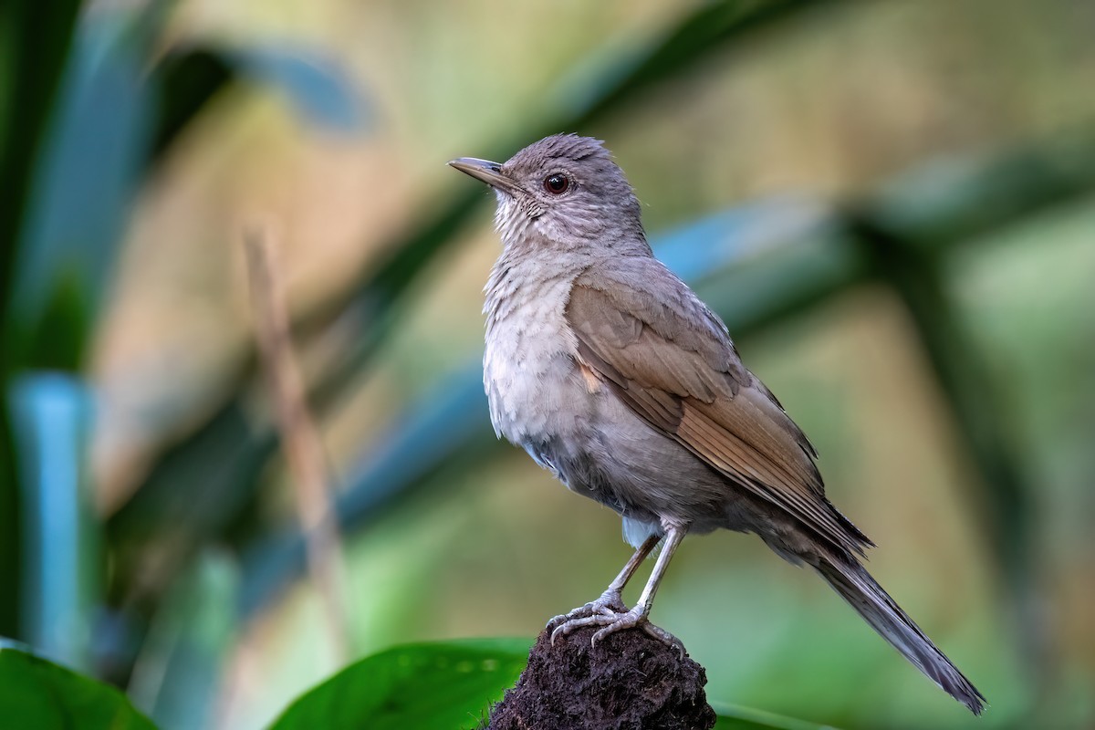 drozd bledoprsý - ML646305610