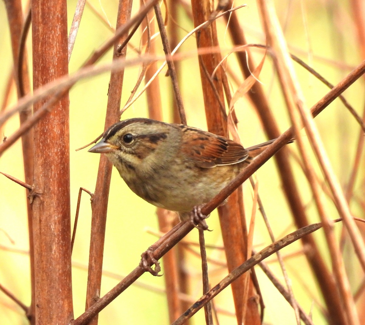 Swamp Sparrow - ML646305611