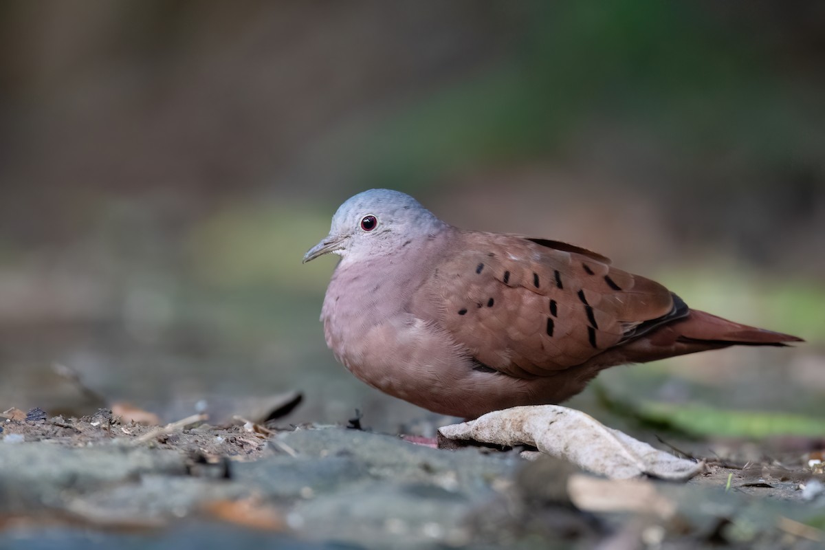 holoubek skořicový - ML646305615