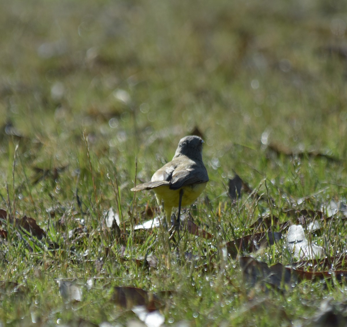 Cattle Tyrant - ML646305618