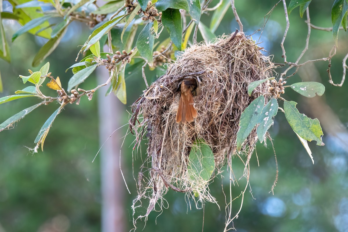 Crested Becard - ML646305619