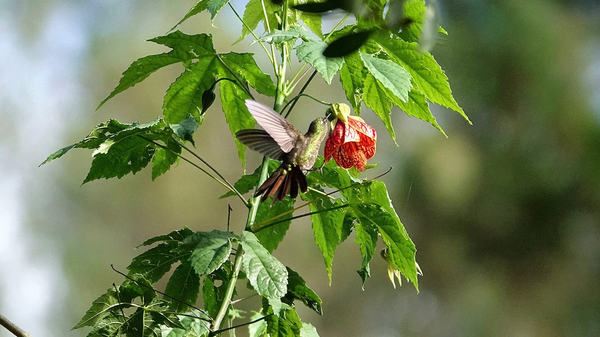 kolibřík dřišťálový - ML646305620