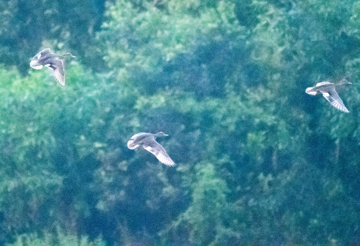 Gadwall - ML646305622