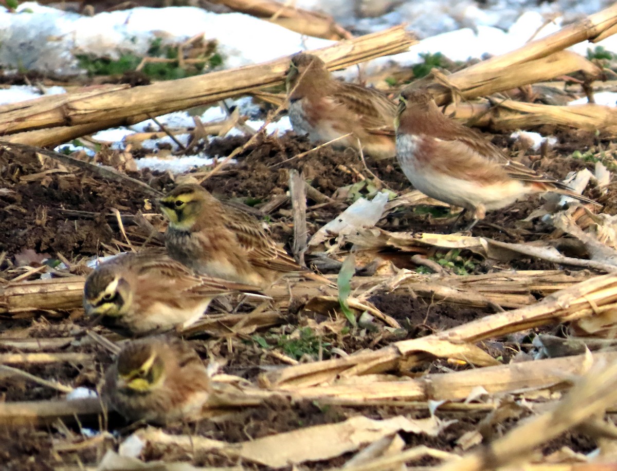 Жайворонок рогатий - ML646305624