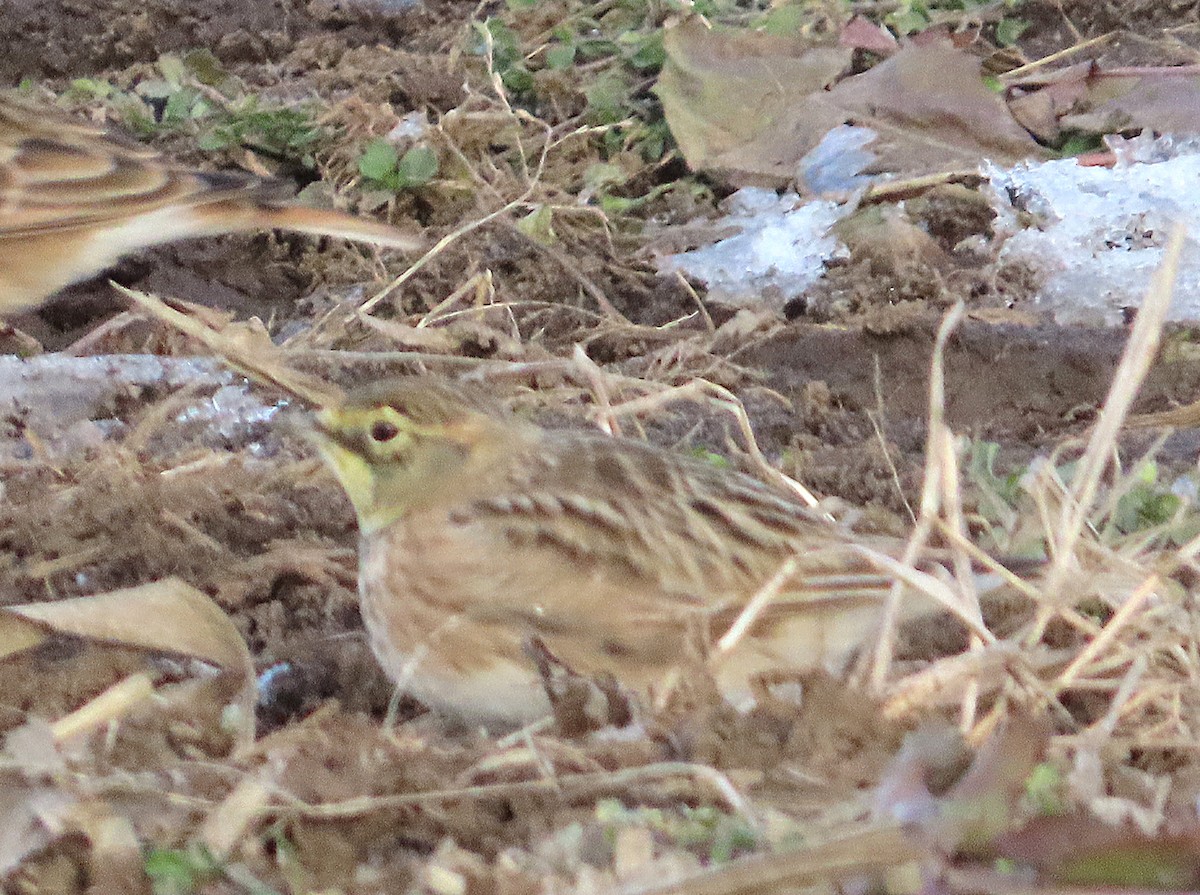 Жайворонок рогатий - ML646305625