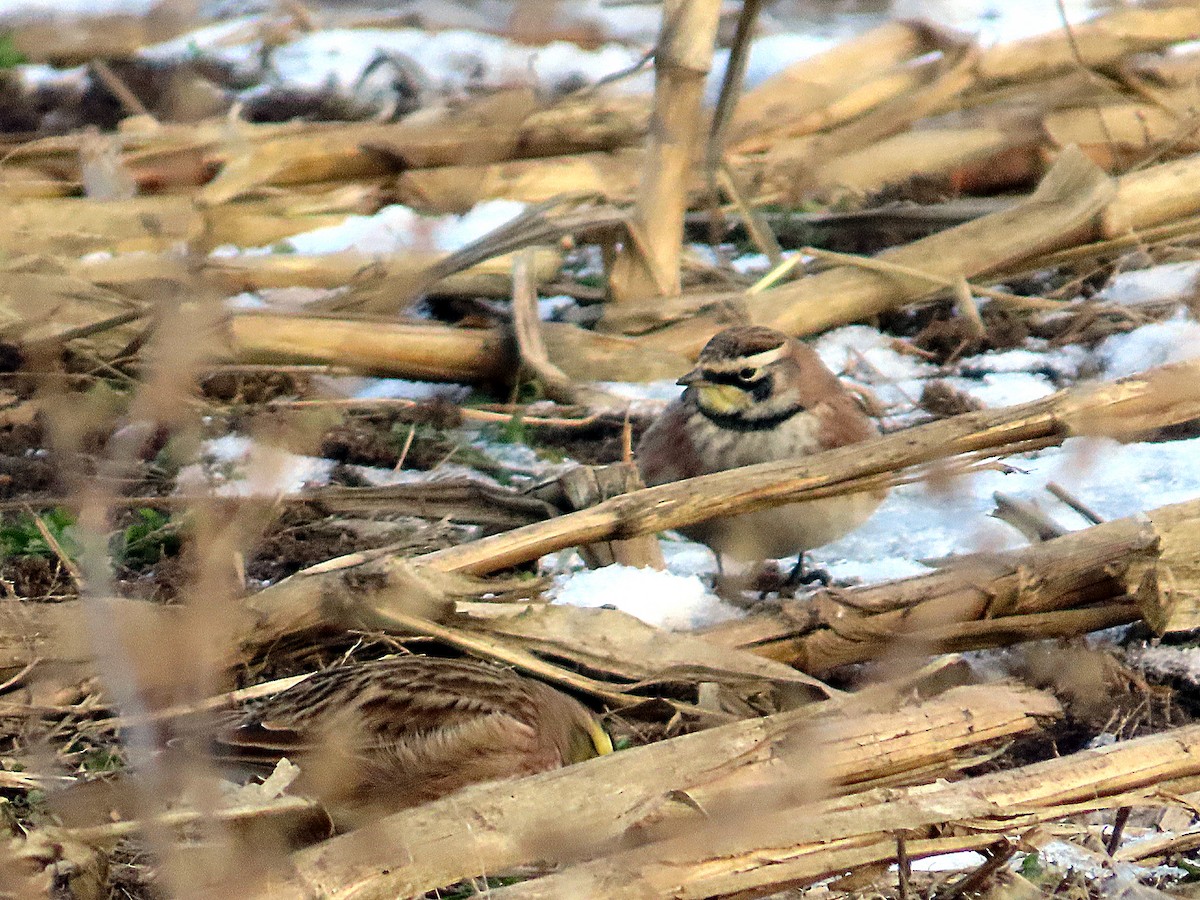 Жайворонок рогатий - ML646305626