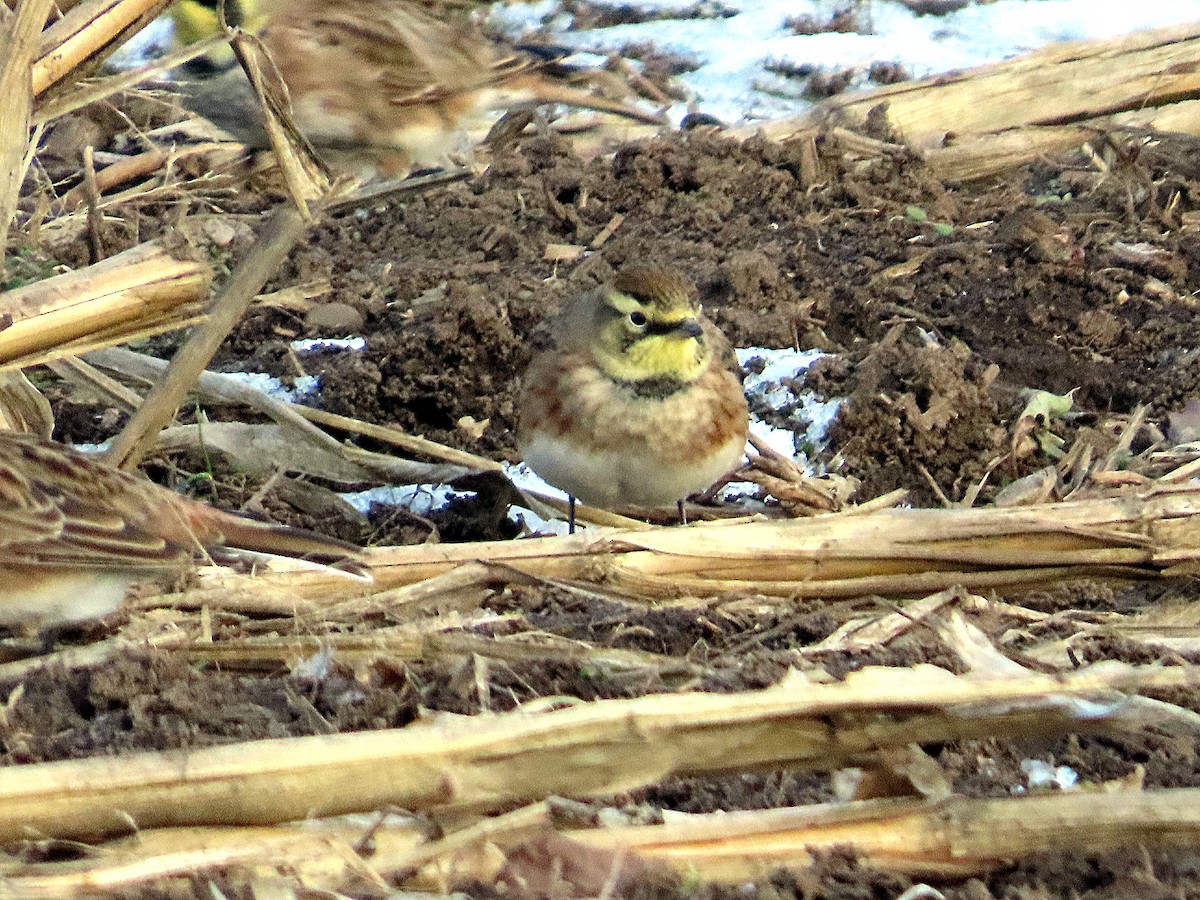 Жайворонок рогатий - ML646305627