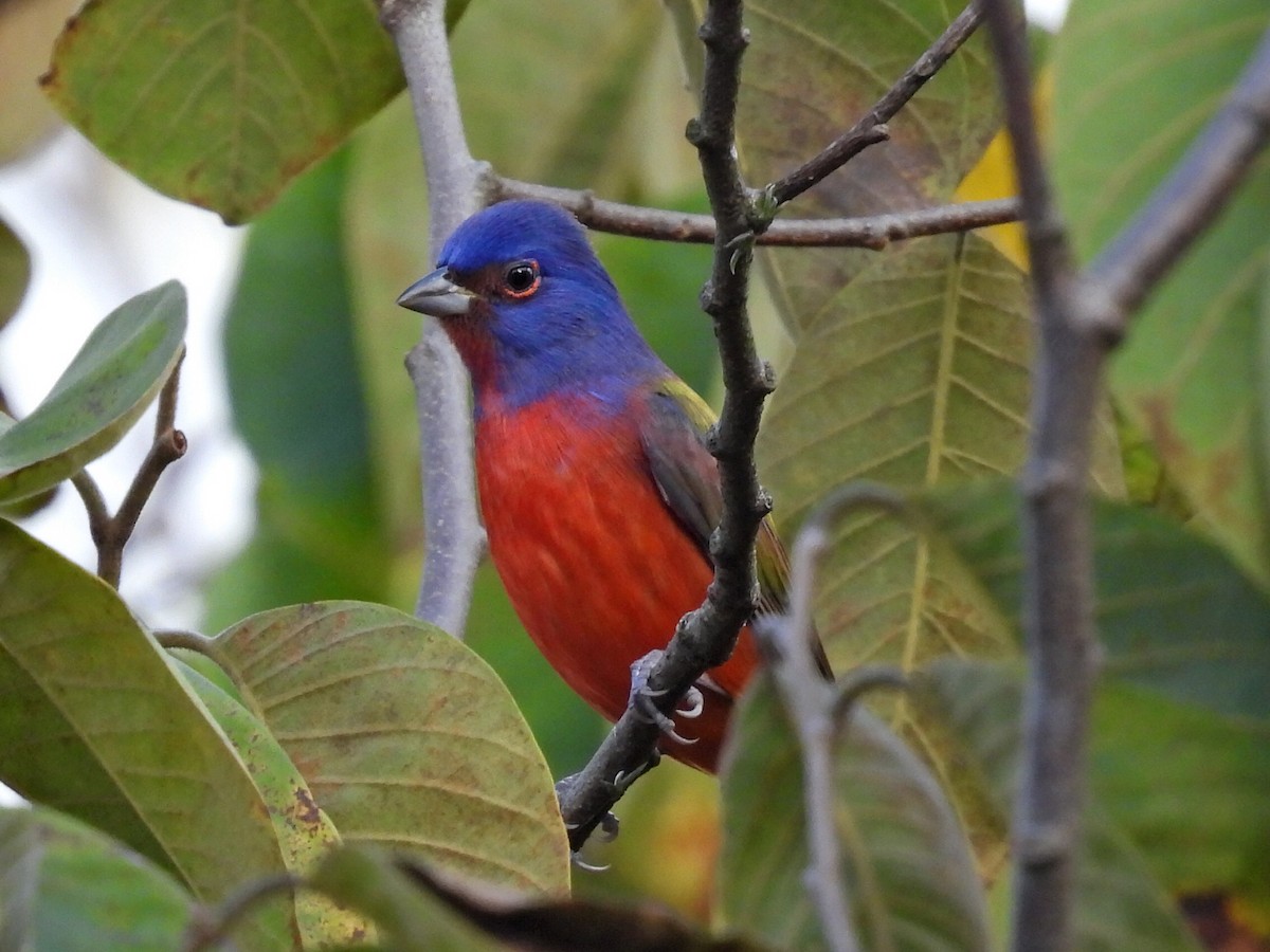 Painted Bunting - ML646305628