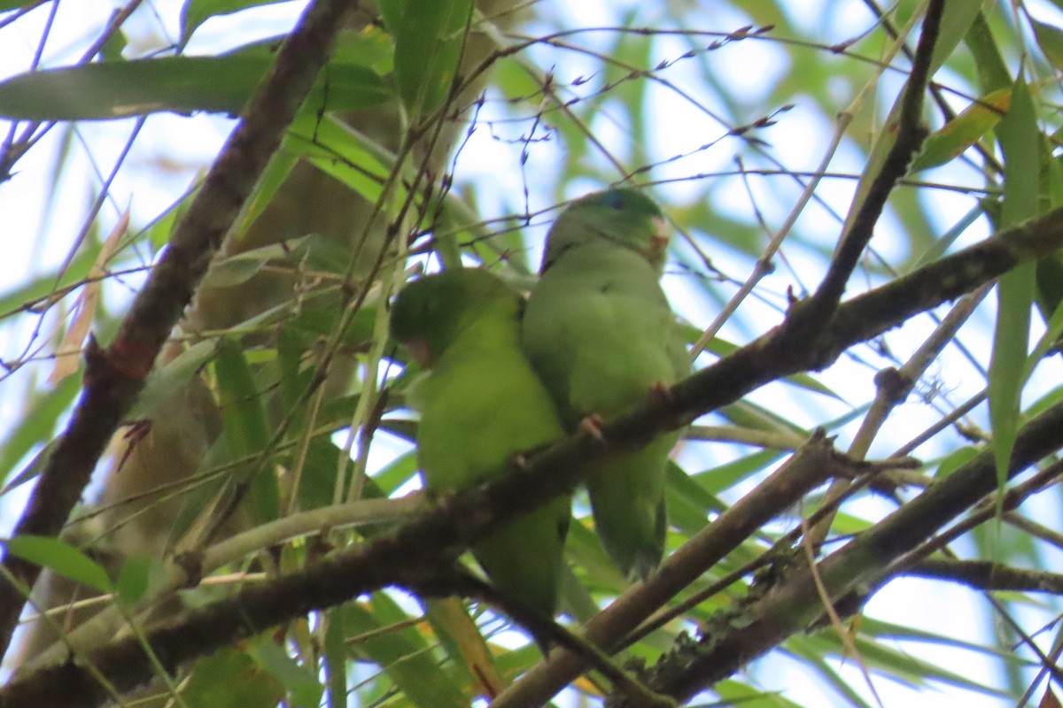 Папуга-горобець панамський - ML646305629