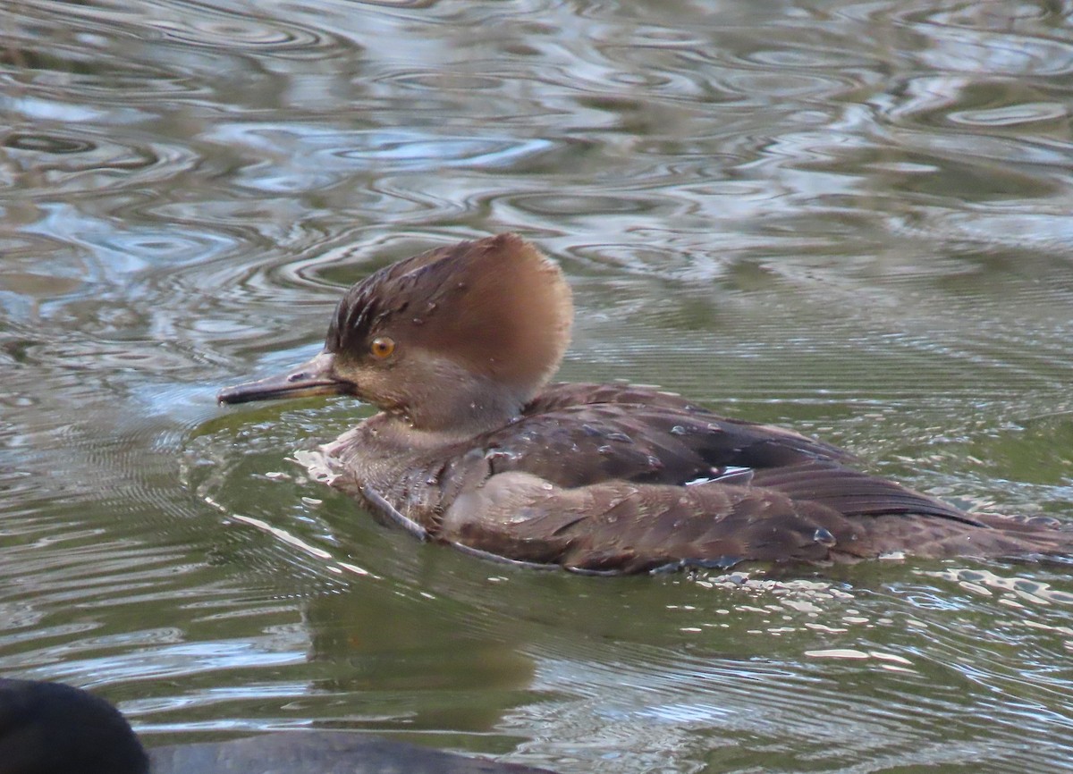 Hooded Merganser - ML646305630