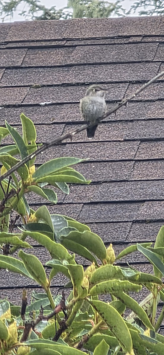 Каліпта рубіновоголова - ML646305631