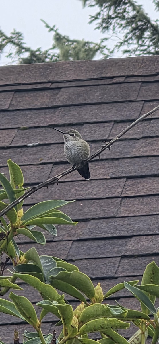 Каліпта рубіновоголова - ML646305632