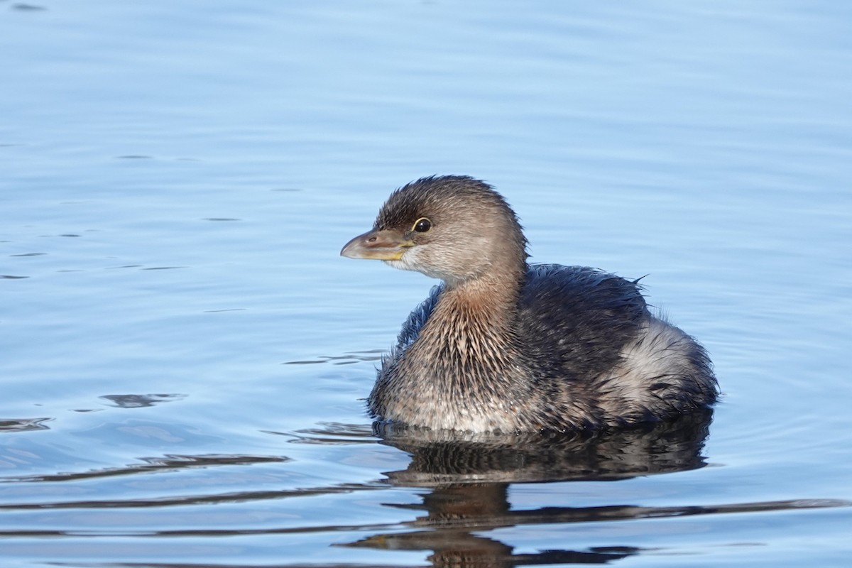 Пірникоза рябодзьоба - ML646305633