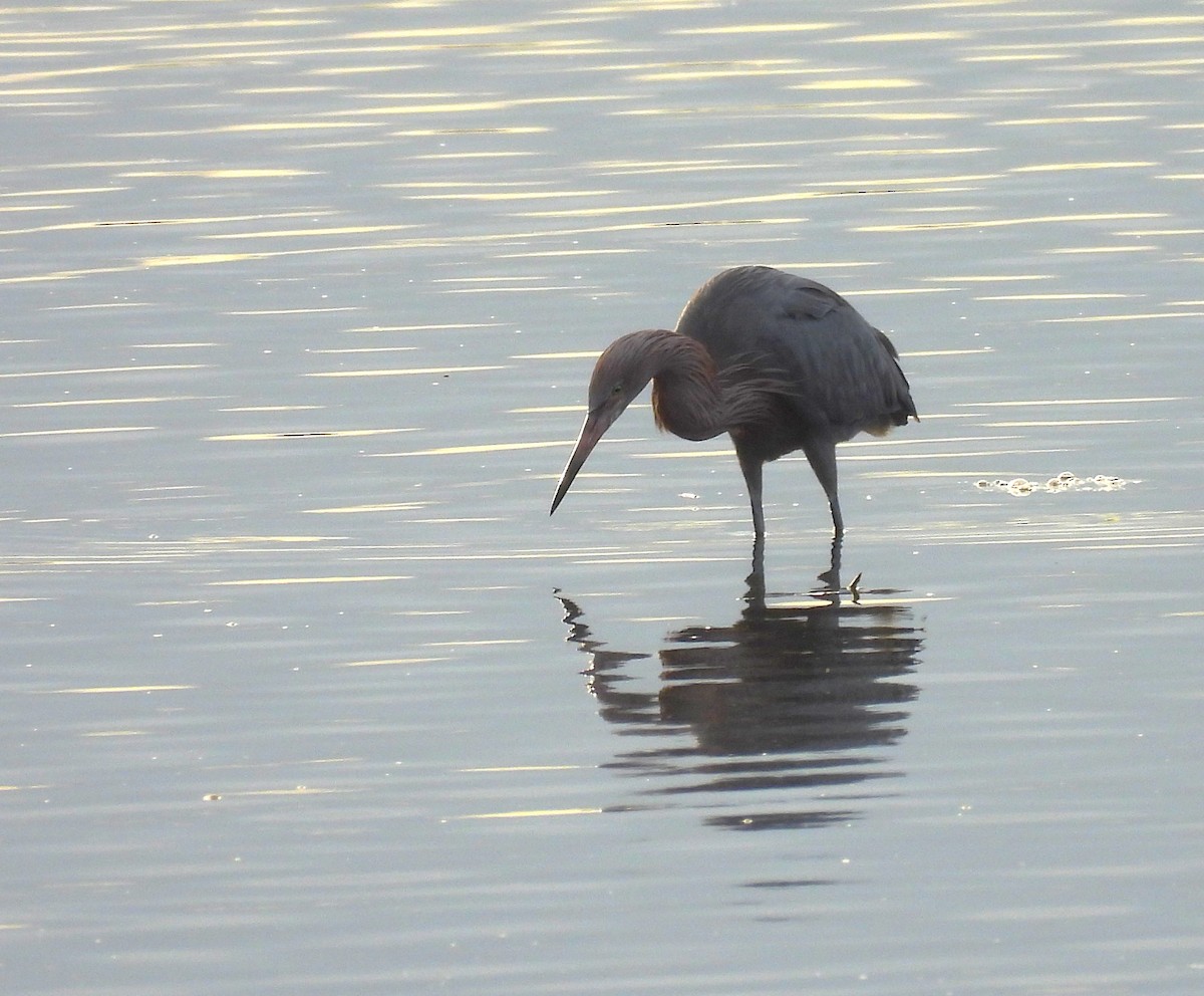 Чепура рудошия - ML646305635